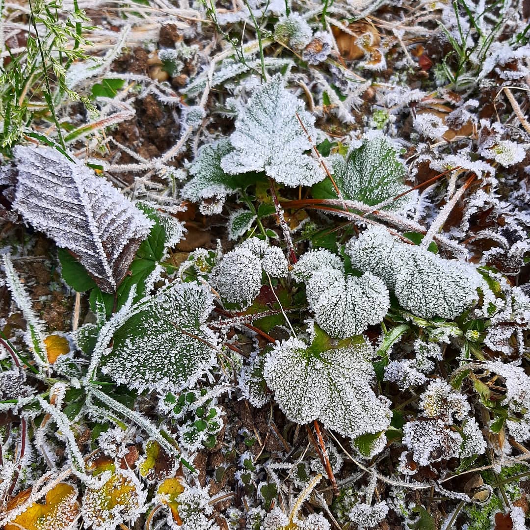 Frozen #frozen #garden #winter #leafs