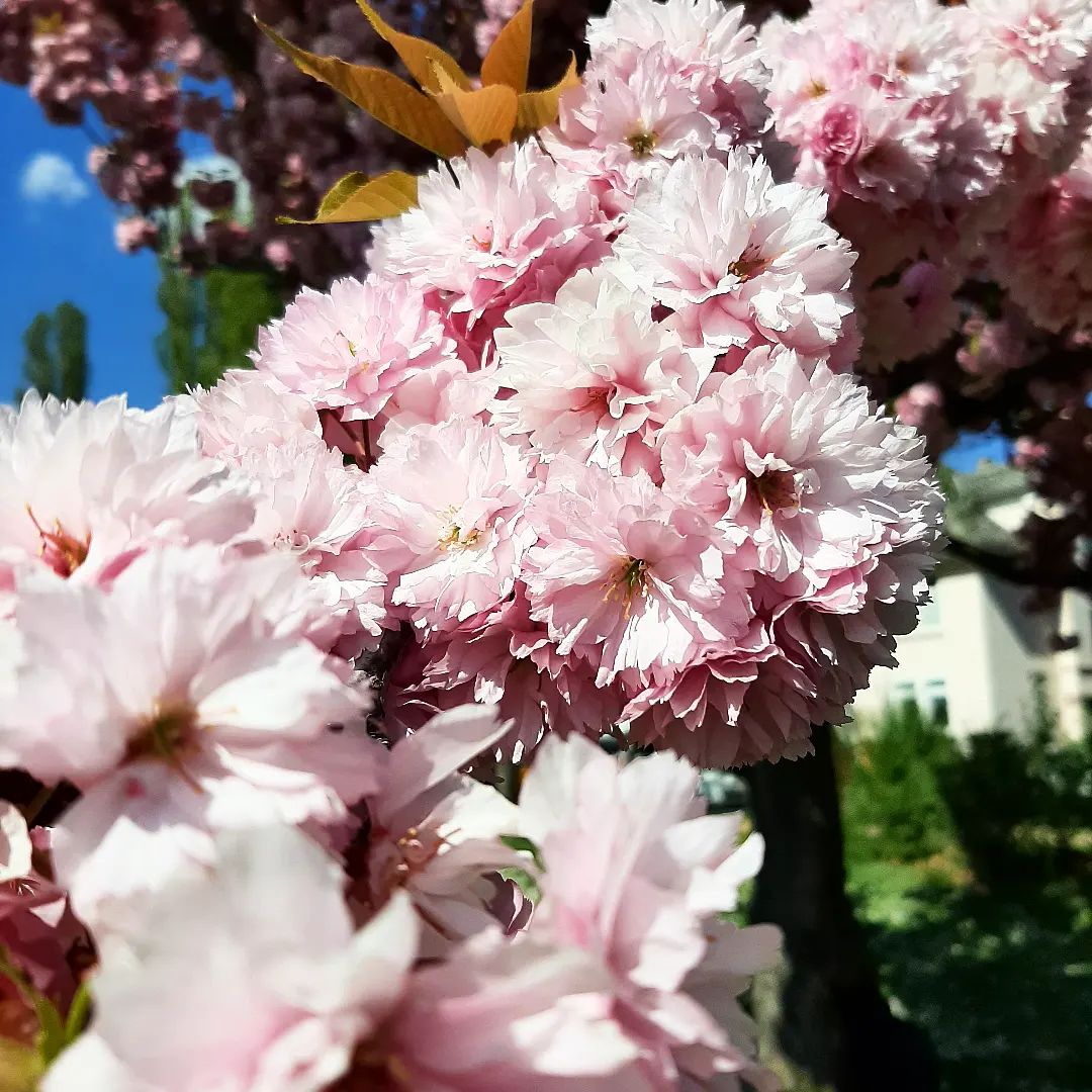 Blossoms #blossoms #springvibes #sunny #holiday #fridaywalk